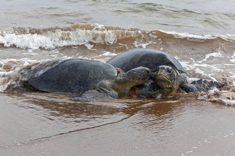 无人,横图,哺乳动物,海豹,野生动物,巴西,萨尔瓦多,厄瓜多尔,自然,动物,南美,摄影,观看,南美洲,拉丁美洲,美洲,巴西联邦共和国,首府,亚美利加洲,南亚美利加洲,巴伊亚,巴伊亚州,加拉帕戈斯群岛,海熊,美国人,彩图,旅行