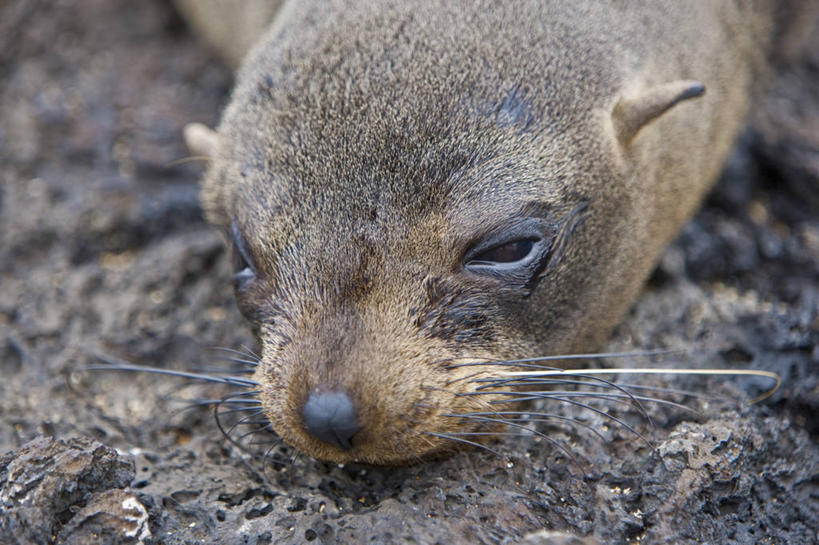 无人,横图,哺乳动物,海豹,野生动物,巴西,萨尔瓦多,厄瓜多尔,自然,动物,南美,摄影,观看,南美洲,拉丁美洲,美洲,巴西联邦共和国,首府,亚美利加洲,南亚美利加洲,巴伊亚,巴伊亚州,加拉帕戈斯群岛,海熊,美国人,彩图,旅行
