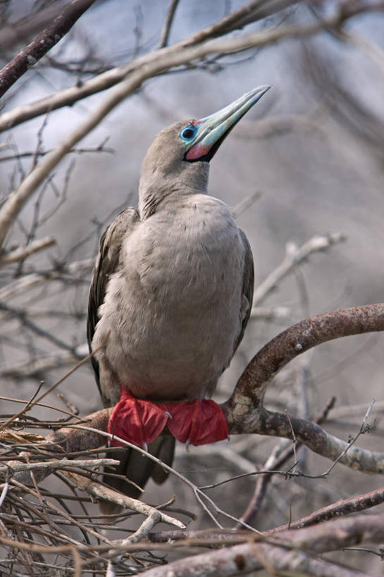无人,横图,海鸟,野生动物,厄瓜多尔,鸟类,红色,蓝色,自然,动物,南美,摄影,观看,拉丁美洲,喙,加拉帕戈斯群岛,结巴鸟,美国人,彩图,旅行,红足结巴鸟