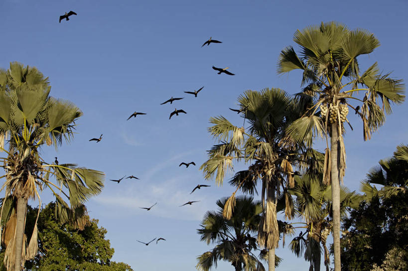 无人,横图,室外,旅游,湖,水,船,客轮,非洲,马拉维,运输,摄影,华贵,船长,马拉维湖,彩图,旅行,柚木树