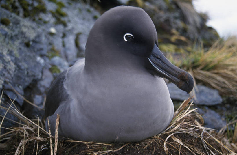 无人,横图,海鸟,野生动物,信天翁,鸟类,鸟巢,大西洋,摄影,南乔治亚岛,彩图