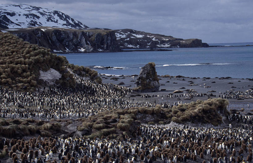 无人,竖图,室外,海洋,山脉,水,雪,雪山,一群,许多,鸟类,沙子,褐色,很多,小鸟,白色,黑色,动物,摄影,帝企鹅,南乔治亚岛,海滩,彩图