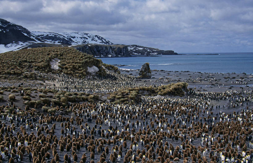 无人,竖图,室外,海洋,山脉,水,雪,雪山,一群,许多,鸟类,沙子,褐色,很多,小鸟,白色,黑色,动物,摄影,帝企鹅,南乔治亚岛,海滩,彩图
