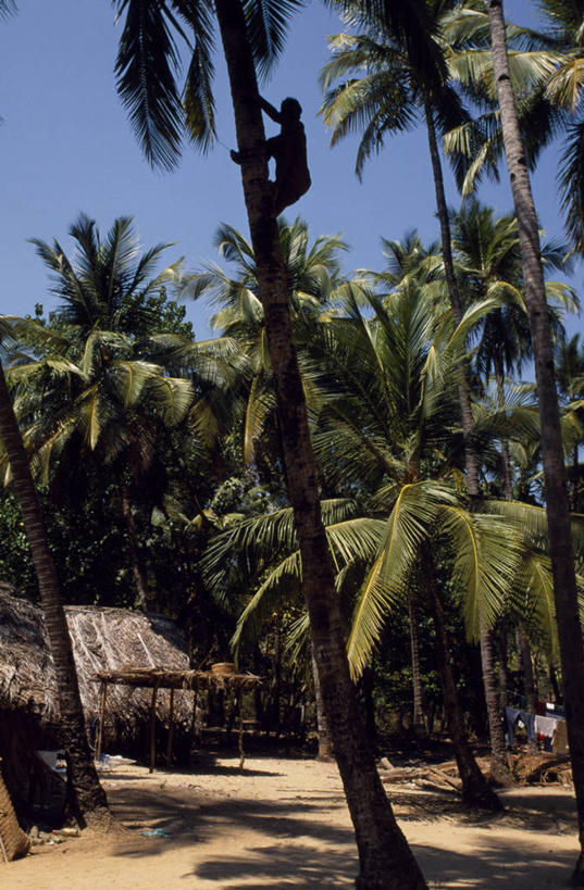 成年人,无人,攀登,竖图,室外,棕榈树,椰子,水果,印度,乡村,坚果,摄影,栖息,收获,椰汁,清新,收集,果阿,男人,海滩,彩图