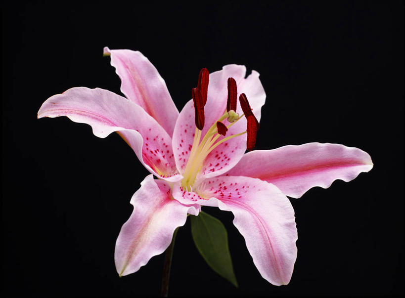 无人,横图,彩色,植物,百合花,条纹,闻,英格兰,花,花瓣,粉色,紫色,夏天,模仿,摄影,五颜六色,色彩斑斓,脆弱,雌蕊,雄蕊,五彩缤纷,灯丝,柔和,五彩斑斓,五光十色,彩图