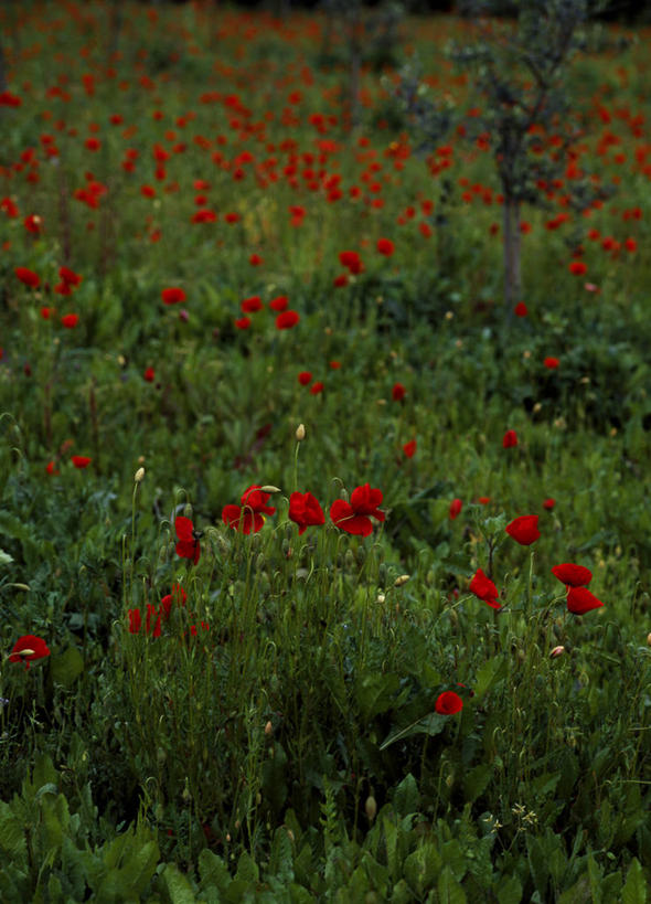 无人,横图,室外,意大利,欧洲,破碎,地形,城镇,破坏,破损,绿色,翻滚,摄影,粉碎,损坏,锡耶纳,要塞,毁坏,摧毁,彩图