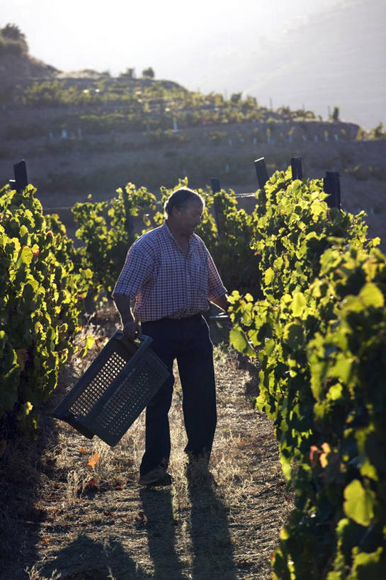 葡萄酒,成年人,两个人,农场,竖图,室外,河流,葡萄,日光,葡萄牙,欧洲,山谷,葡萄园,藤蔓,摄影,收获,运送,装货,种植园,伊比利亚半岛,藤蔓植物,女人,彩图,斗罗河