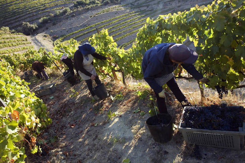 葡萄酒,成年人,农场,横图,室外,农业,采摘,河流,山,葡萄,日光,葡萄牙,欧洲,地形,高处,山谷,葡萄园,藤蔓,陡峭,摄影,收获,种植园,伊比利亚半岛,藤蔓植物,女人,彩图,斗罗河