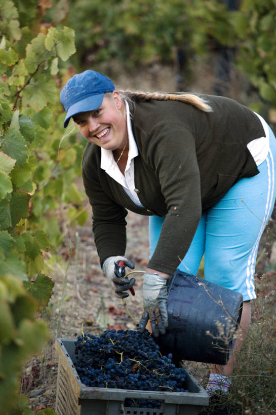 葡萄酒,成年人,一个人,农场,微笑,竖图,室外,快乐,采摘,河流,葡萄,葡萄牙,欧洲,仅一个女性,篮子,山谷,葡萄园,藤蔓,摄影,收获,装货,种植园,伊比利亚半岛,藤蔓植物,女人,彩图,斗罗河