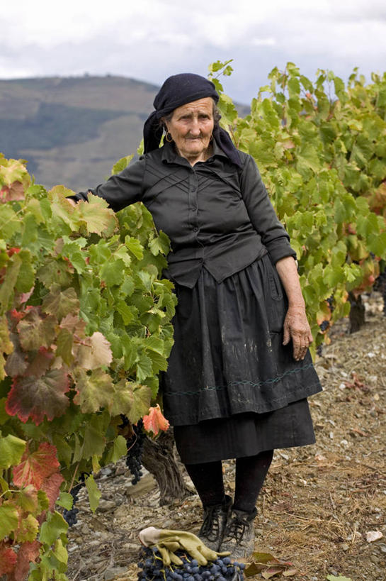 葡萄酒,成年人,一个人,农场,竖图,室外,农业,采摘,河流,山,葡萄,日光,葡萄牙,欧洲,仅一个女性,地形,高处,地面,山谷,葡萄园,衣服,黑色,藤蔓,陡峭,摄影,收获,种植园,伊比利亚半岛,藤蔓植物,寡妇,女人,彩图,传统文化,斗罗河