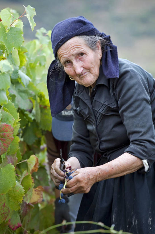 果汁,葡萄酒,无人,农场,横图,室外,葡萄,葡萄牙,欧洲,分离,山谷,葡萄园,果肉,藤蔓,摄影,收获,食品加工厂,种植园,伊比利亚半岛,藤蔓植物,彩图,传统文化,斗罗河