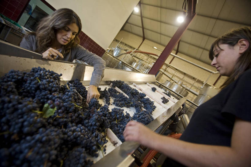 葡萄酒,成年人,农场,横图,室外,技术,葡萄,葡萄牙,欧洲,分离,山谷,现代,葡萄园,藤蔓,职业,摄影,收获,传送带,食品加工厂,种植园,伊比利亚半岛,藤蔓植物,女人,彩图,斗罗河