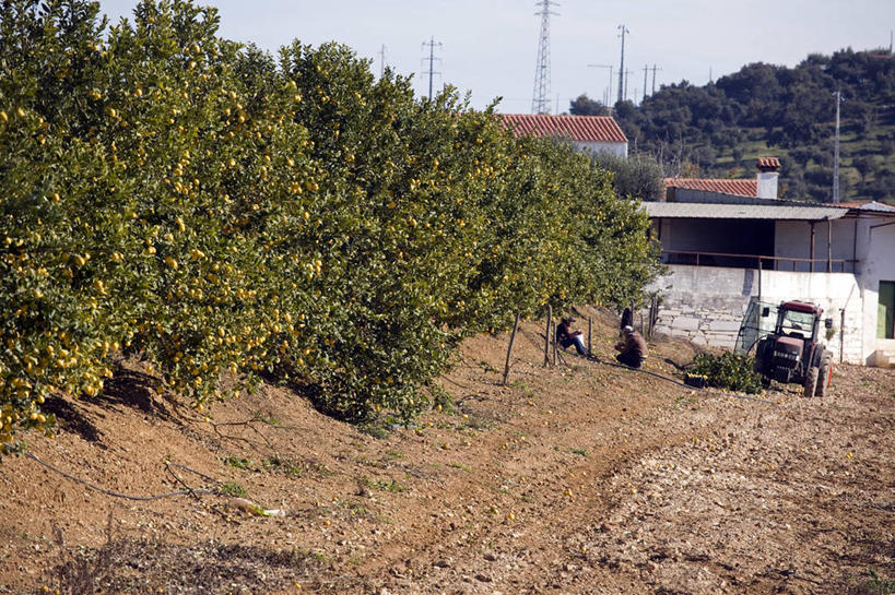 无人,果园,农场,横图,室外,农业,柠檬,葡萄牙,欧洲,树,柠檬树,摄影,收获,拖拉机,阿连特茹,彩图