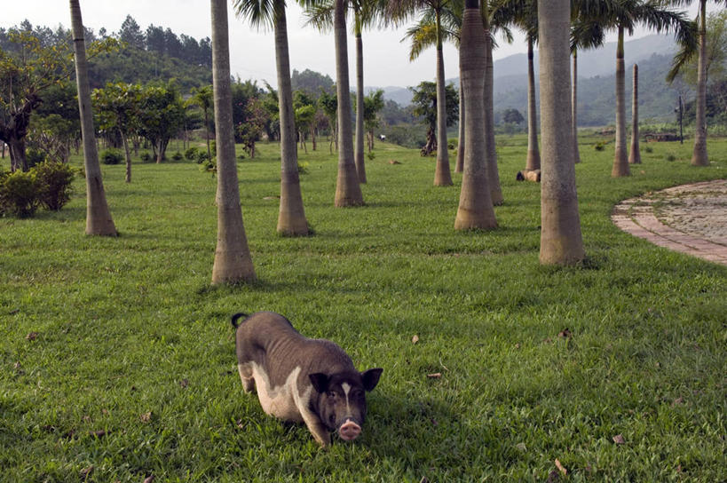 无人,横图,室外,白天,草坪,美景,猪,亚洲,地形,景观,草,树,绿色,风景,自然,动物,景色,摄影,环境,自然风光,海南岛,彩图