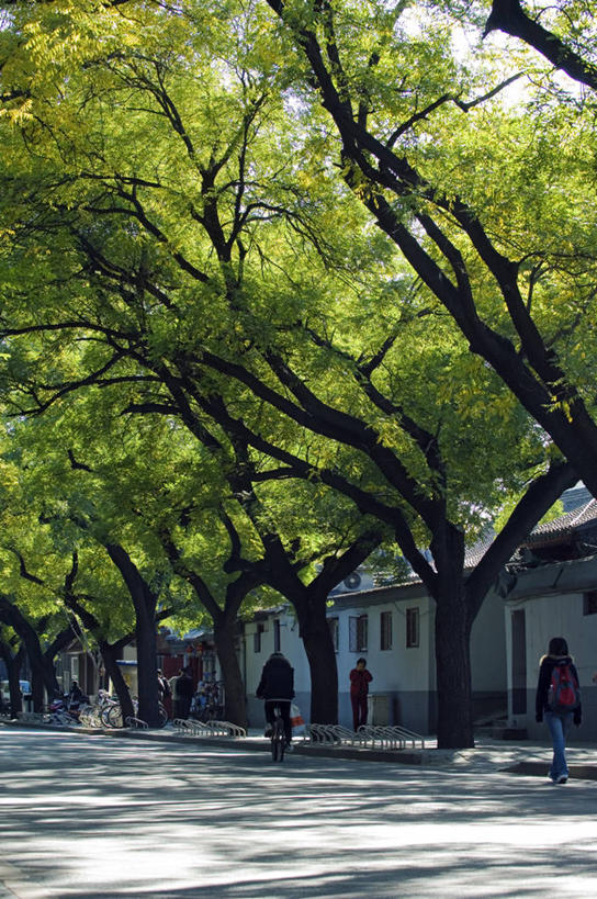 成年人,竖图,室外,白天,胡同,自行车,叶子,北京,日光,中国,亚洲,首都,车,脚踏车,树,骑,绿色,社区,交通工具,骑车,摄影,载具,东亚,彩图,美人