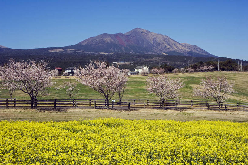 东方人,无人,农场,横图,室外,农业,山,山脉,樱花,日本,亚洲,日本文化,地形,篱笆,田地,樱桃树,花朵,树,粉色,黄色,油菜花,摄影,国家公园,东亚,九州,鹿儿岛县,彩图