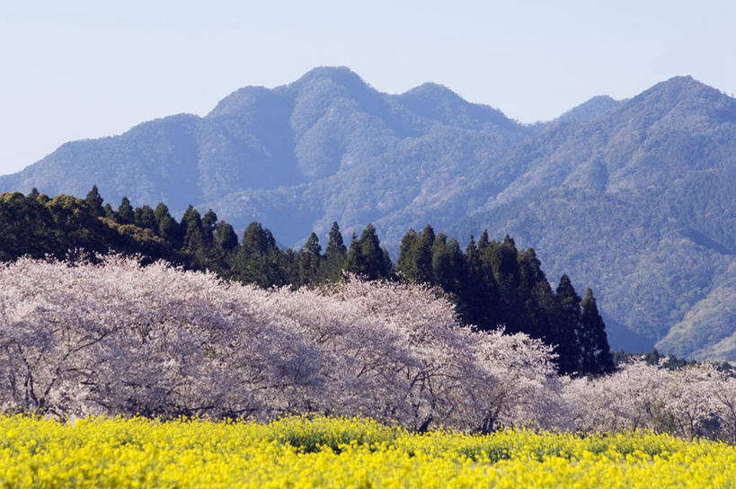 东方人,无人,横图,室外,美景,山,山脉,樱花,日本,亚洲,日本文化,地形,景观,田地,樱桃树,花朵,黄色,自然,春天,油菜花,景色,季节,摄影,堆,自然风光,东亚,九州,宫崎县,彩图