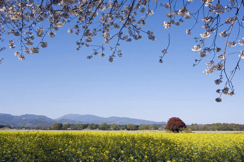 东方人,无人,横图,室外,美景,山,山脉,樱花,日本,亚洲,日本文化,地形,景观,田地,樱桃树,花朵,黄色,自然,春天,油菜花,景色,季节,摄影,堆,自然风光,东亚,九州,宫崎县,彩图