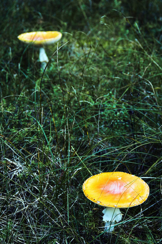 无人,竖图,室外,森林,树林,欧洲,地形,蘑菇,历史,树,自然,摄影,环境,国家公园,真菌,立陶宛共和国,毒蘑菇,彩图,波罗的海三国,联合国教科文组织