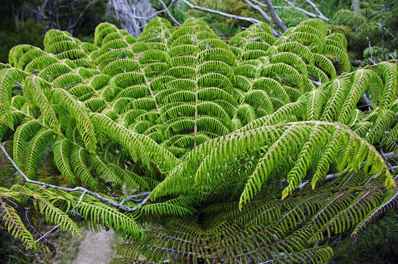 无人,横图,室外,植物,叶子,新西兰,绿色,摄影,国家公园,澳大拉西亚,新西兰南岛,尼尔森,彩图,罢工,美人