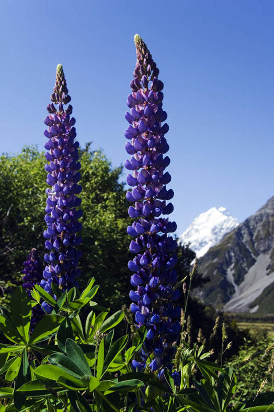 无人,竖图,彩色,室外,烹饪,美景,山,山脉,雪,雪山,植物,日光,新西兰,景观,山顶,料理,食品,历史,菜肴,美食,花,花朵,食物,紫色,风景,自然,地标建筑,景色,摄影,佳肴,五颜六色,保护,色彩斑斓,国家公园,自然风光,五彩缤纷,纯净,白羽扇豆,澳大拉西亚,五彩斑斓,库克山,新西兰南岛,五光十色,库克山国家公园,彩图,传统文化,联合国教科文组织,美人