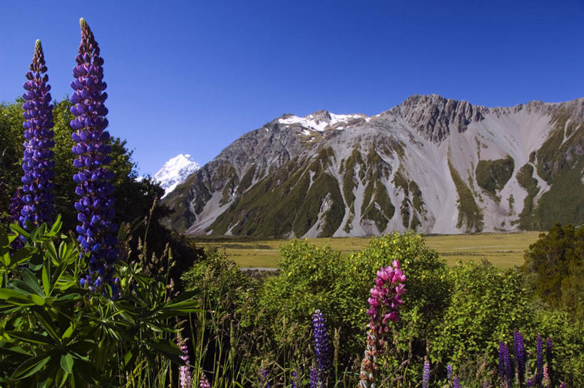 无人,横图,彩色,室外,烹饪,美景,山,山脉,雪,雪山,植物,日光,新西兰,景观,山顶,料理,食品,历史,菜肴,美食,花,花朵,食物,紫色,风景,自然,地标建筑,景色,摄影,佳肴,五颜六色,保护,色彩斑斓,国家公园,自然风光,五彩缤纷,纯净,白羽扇豆,澳大拉西亚,五彩斑斓,库克山,新西兰南岛,五光十色,库克山国家公园,彩图,传统文化,联合国教科文组织,美人