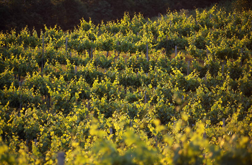 葡萄酒,无人,横图,室外,农业,农作物,美景,日落,意大利,欧洲,景观,田地,葡萄园,黄色,绿色,自然,黄昏,藤蔓,景色,摄影,宁静,自然风光,托斯卡纳区,圣吉米尼亚诺,藤蔓植物,彩图