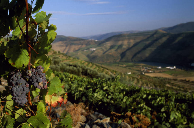 葡萄酒,无人,横图,室外,农业,葡萄,葡萄牙,欧洲,葡萄园,藤蔓,摄影,伊比利亚半岛,藤蔓植物,彩图,斗罗河