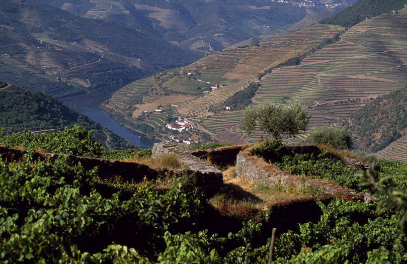 葡萄酒,无人,横图,室外,农业,梯田,葡萄,葡萄牙,欧洲,山谷,葡萄园,杜罗河,藤蔓,摄影,伊比利亚半岛,藤蔓植物,彩图,斗罗河