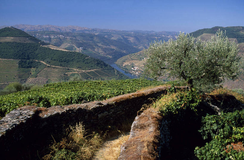 葡萄酒,无人,横图,室外,农业,葡萄,葡萄牙,欧洲,石墙,葡萄园,杜罗河,藤蔓,摄影,伊比利亚半岛,藤蔓植物,彩图,油橄榄树,斗罗河