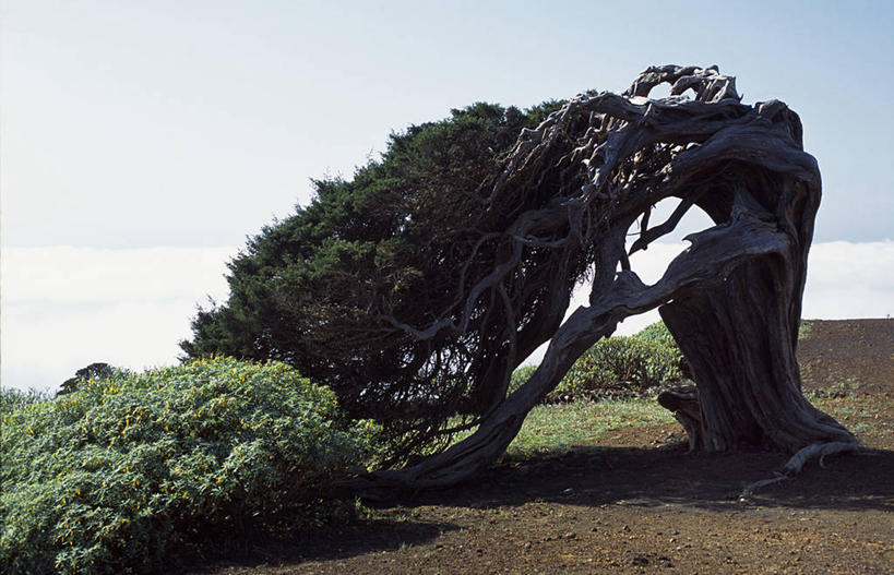 无人,横图,植物,风,西班牙,欧洲,堆积,曲折,弯曲,天气,自然,摄影,蜿蜒,风化,加那利群岛,耶罗岛,风蚀,石化,大西洋群岛,风蚀地貌,岩石层,岩石,彩图