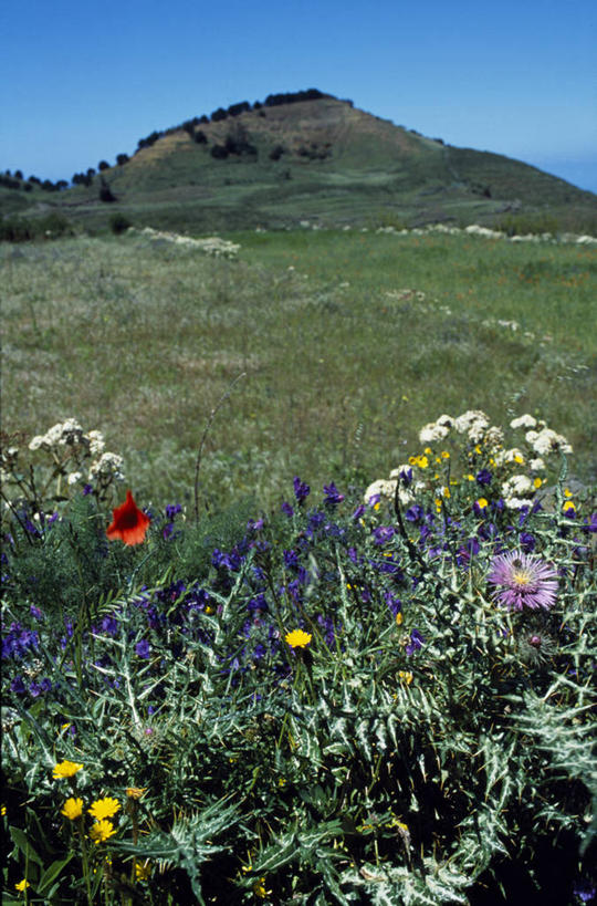 无人,竖图,彩色,室外,山,植物,西班牙,欧洲,地形,田地,野花,花,摄影,五颜六色,色彩斑斓,加那利群岛,五彩缤纷,五彩斑斓,五光十色,耶罗岛,大西洋群岛,彩图