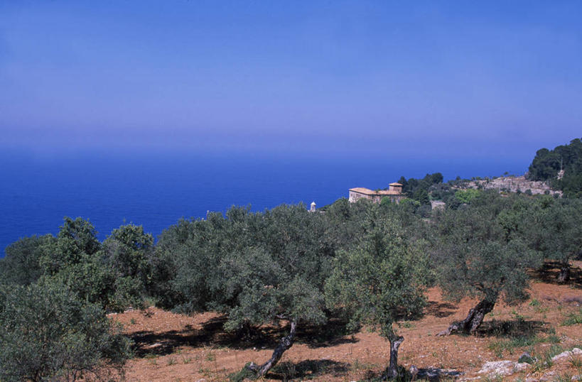 无人,果园,横图,室外,农业,西班牙,欧洲,海岸线,蓝色,摄影,地中海,马略卡,海滩,彩图,油橄榄树