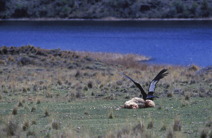 无人,横图,室外,水,野生动物,智利,地形,草,自然,南美,摄影,拉丁美洲,安第斯秃鹫,秃鹰,绵羊,老鹰,彩图,腐肉