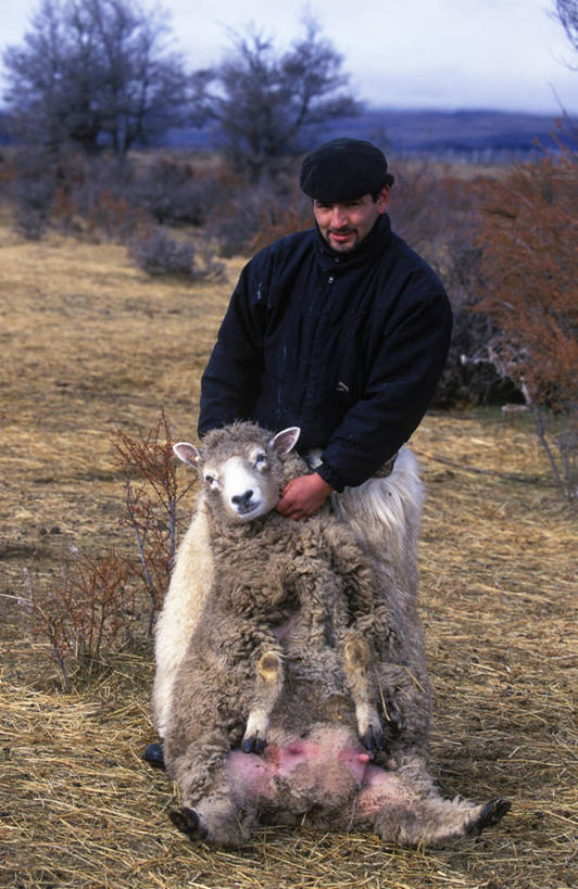 一个人,竖图,羊,智利,工人,动物,家畜,南美,摄影,牲畜,拉丁美洲,皮套裤,员工,绵羊,彩图,匠人,劳动者,体力工
