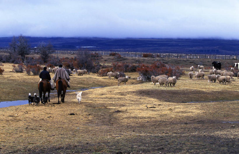 两个人,牛仔,农场,横图,室外,聚会,山,山脉,雪,马,智利,聚餐,羊群,草,工人,衣服,绳子,平原,家畜,南美,运输,摄影,收获,拉丁美洲,驾车,套索,皮套裤,员工,绵羊,彩图,匠人,劳动者,体力工,传统文化