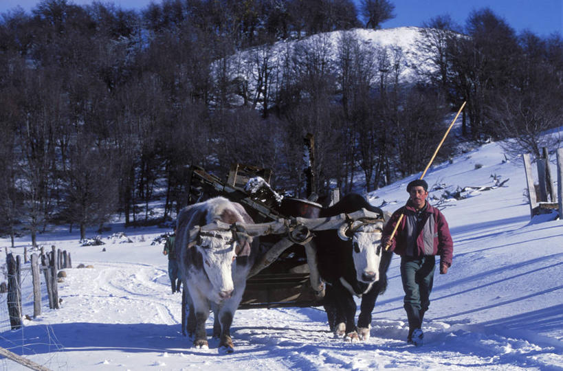 横图,室外,雪,智利,推车,冬天,马车,牛车,树,南美,运输,摄影,拉丁美洲,带领,野牛,彩图,传统文化