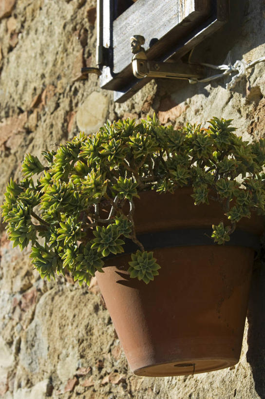 无人,竖图,植物,花盆,意大利,欧洲,吊挂,悬挂,装饰,墙,挂,摄影,托斯卡纳区,蒙达普西安诺,彩图