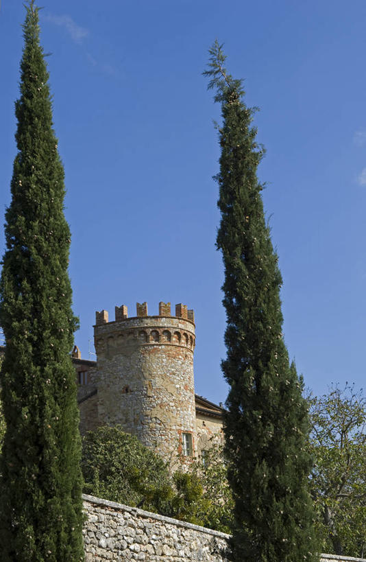无人,竖图,柏树,意大利,欧洲,墙,塔,树,摄影,托斯卡纳区,针叶树,彩图,丝柏