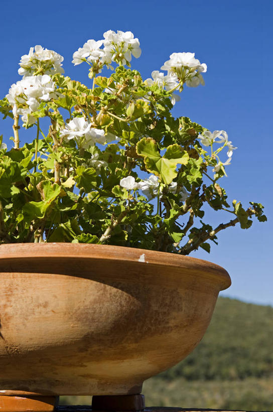 无人,竖图,植物,花盆,意大利,园艺,花,白色,摄影,天竺葵,托斯卡纳区,彩图