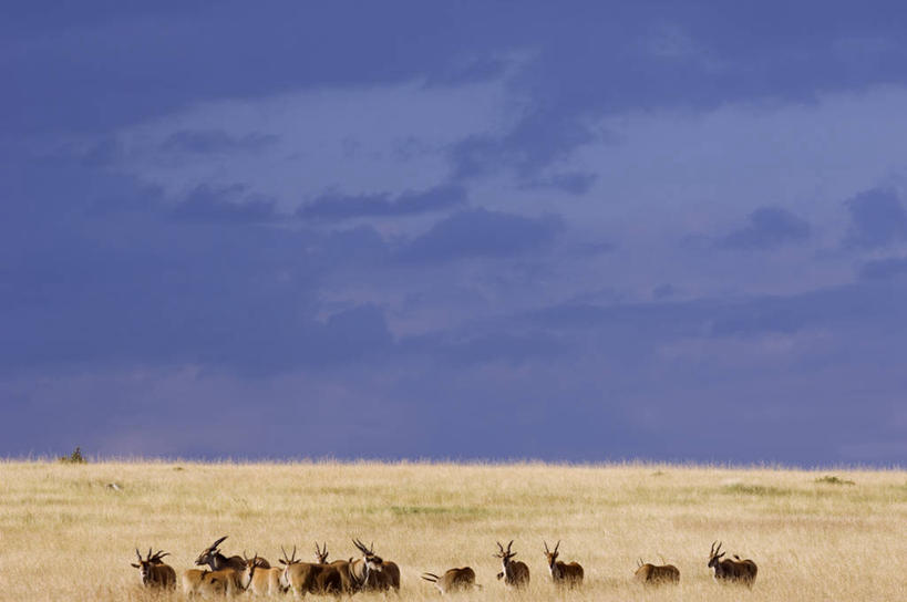 无人,横图,室外,哺乳动物,野生动物,非洲,肯尼亚,羚羊,地形,自然,动物,平原,摄影,考古学,迁徙,野生动物保护区,东非,自然保护区,大羚羊,彩图,马赛马拉国家保护区,马赛人