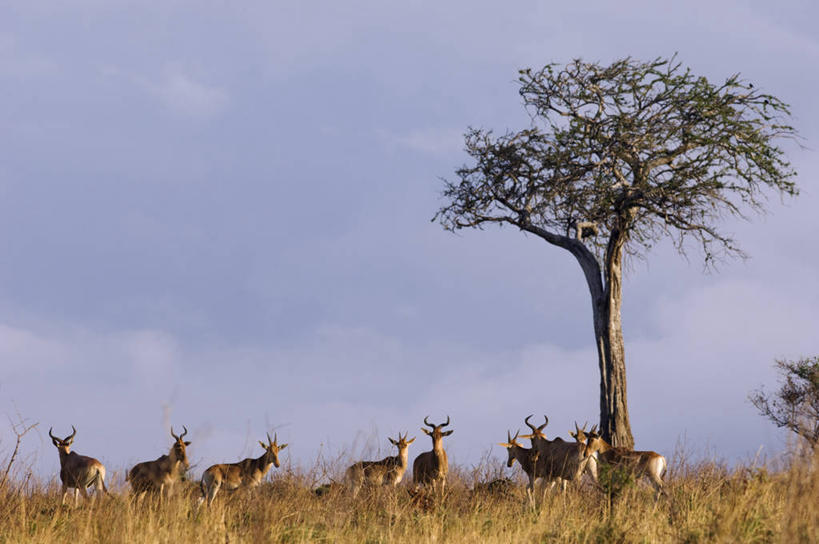 无人,横图,室外,哺乳动物,野生动物,非洲,肯尼亚,羚羊,地形,自然,动物,平原,摄影,野生动物保护区,东非,自然保护区,彩图,马赛马拉国家保护区,柯氏狷羚,马赛人