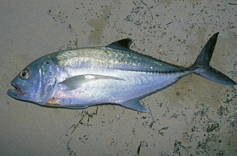 无人,横图,室外,海洋,非洲,莫桑比克,食品,鲔鱼,鱼类,摄影,鲣,印度洋,咸水鱼,海产,彩图,钓鱼