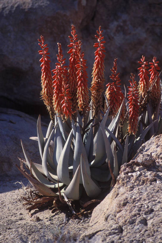 无人,竖图,室外,沙漠,仙人掌,非洲,纳米比亚,花,摄影,纳米布沙漠,岩石,彩图,肉质植物