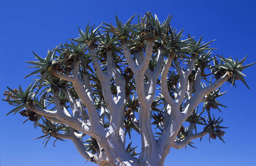 无人,横图,室外,沙漠,芦荟,非洲,纳米比亚,枝,树,自然,摄影,树梢,罗帷草,讷会,奴会,象鼻莲,象胆,彩图,油葱