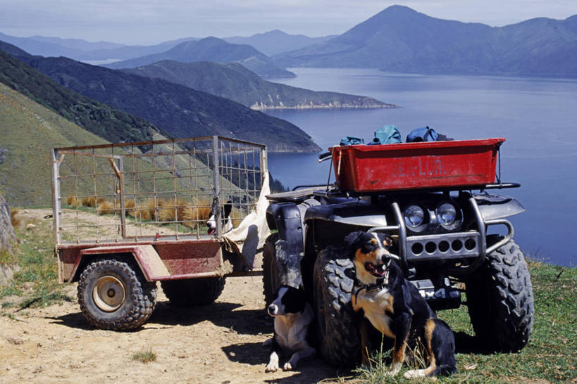 无人,横图,室外,山脉,新西兰,树荫,摄影,牧羊犬,新西兰南岛,彩图