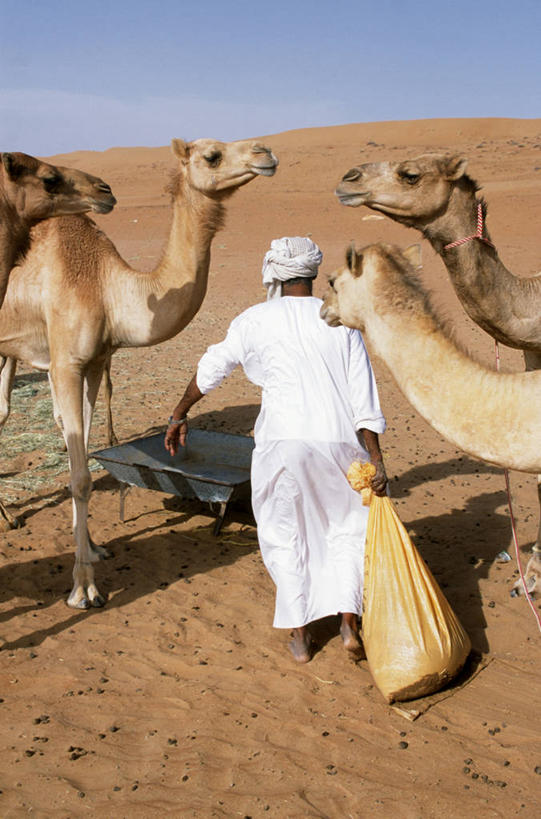 成年人,一个人,竖图,室外,沙漠,哺乳动物,野生动物,阿曼,亚洲,仅一个男性,沙子,水槽,骆驼,动物,家畜,运输,摄影,驼峰,波斯湾,双峰骆驼,喂养,男人,彩图,贝多因人,游牧民族