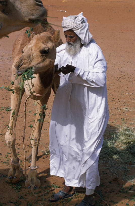 成年人,一个人,竖图,室外,沙漠,哺乳动物,野生动物,阿曼,亚洲,仅一个男性,沙子,骆驼,动物,摄影,驼峰,波斯湾,紫花苜蓿,卢塞恩,喂养,男人,彩图,贝多因人,游牧民族