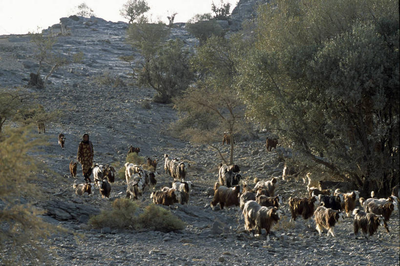 成年人,无人,横图,室外,山脉,哺乳动物,野生动物,阿曼,地形,衣服,动物,社区,摄影,波斯湾,牧人,女人,山羊,彩图,传统文化