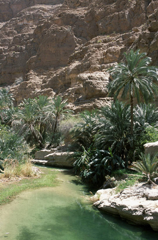 无人,竖图,室外,旅游,河流,峡谷,棕榈树,阿曼,地形,乡村,悬崖,小溪,摄影,波斯湾,土著人,彩图,旅行